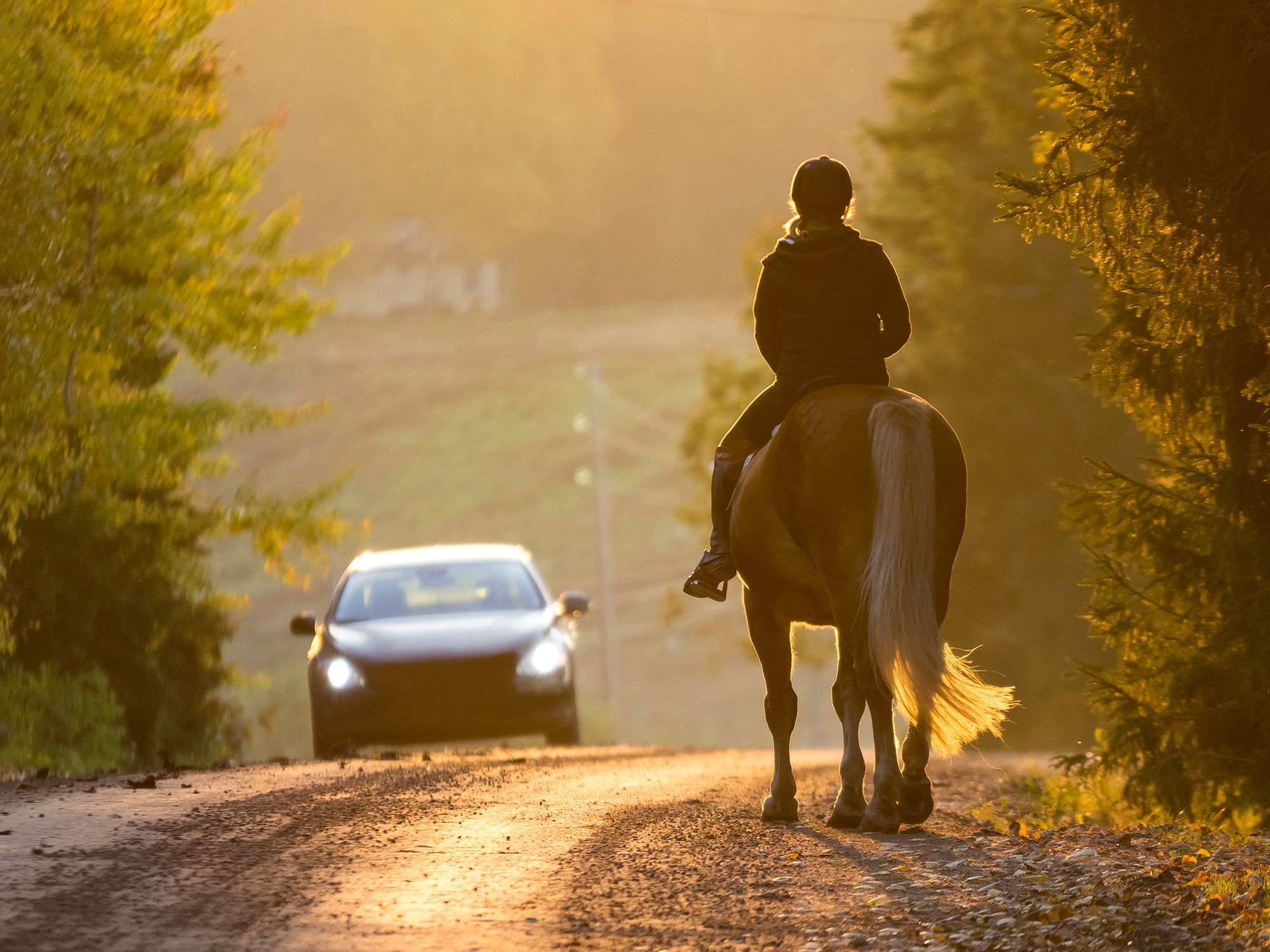 Horses Detect Near-Silent Electric Vehicles, Study Finds