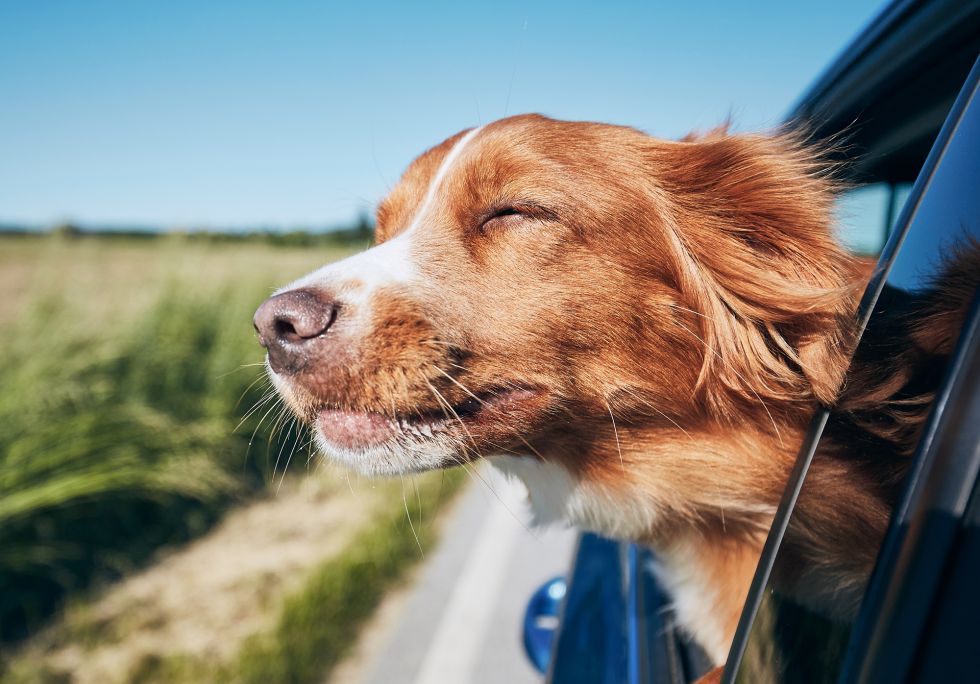 Does driving with an unrestrained dog affect car insurance?